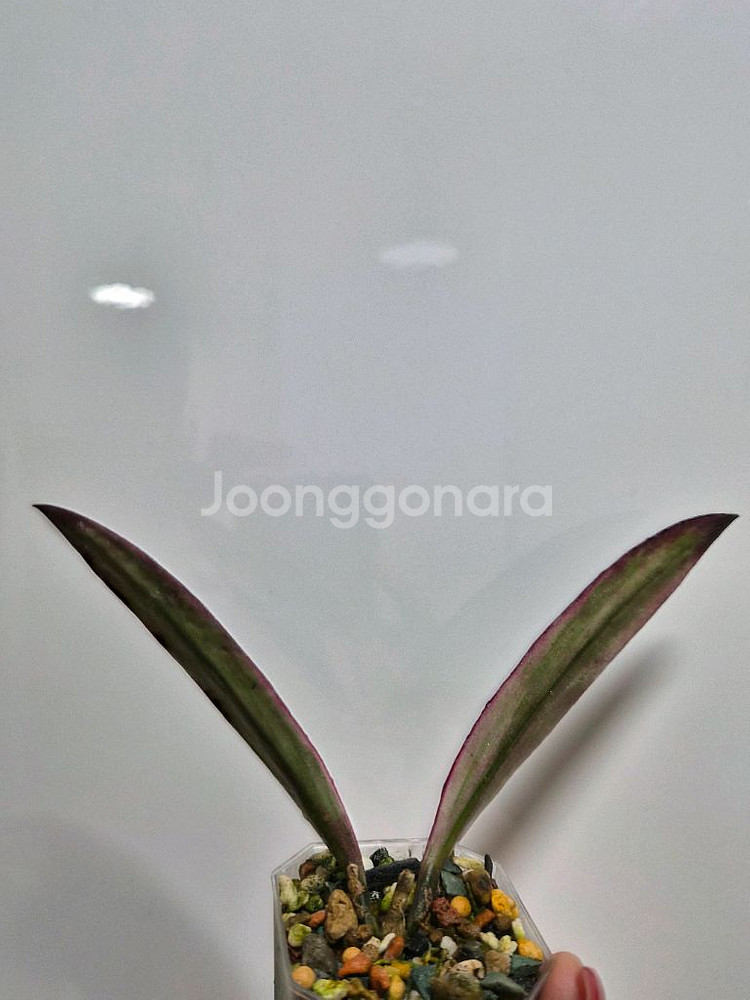 호야 슐라 웨시아나 알보 택포--1
