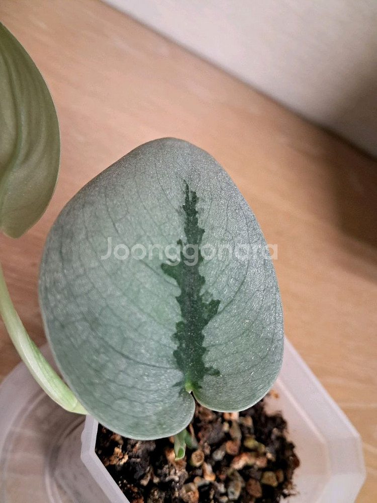 스킨답서스 sp 보르네오 스파클링--1