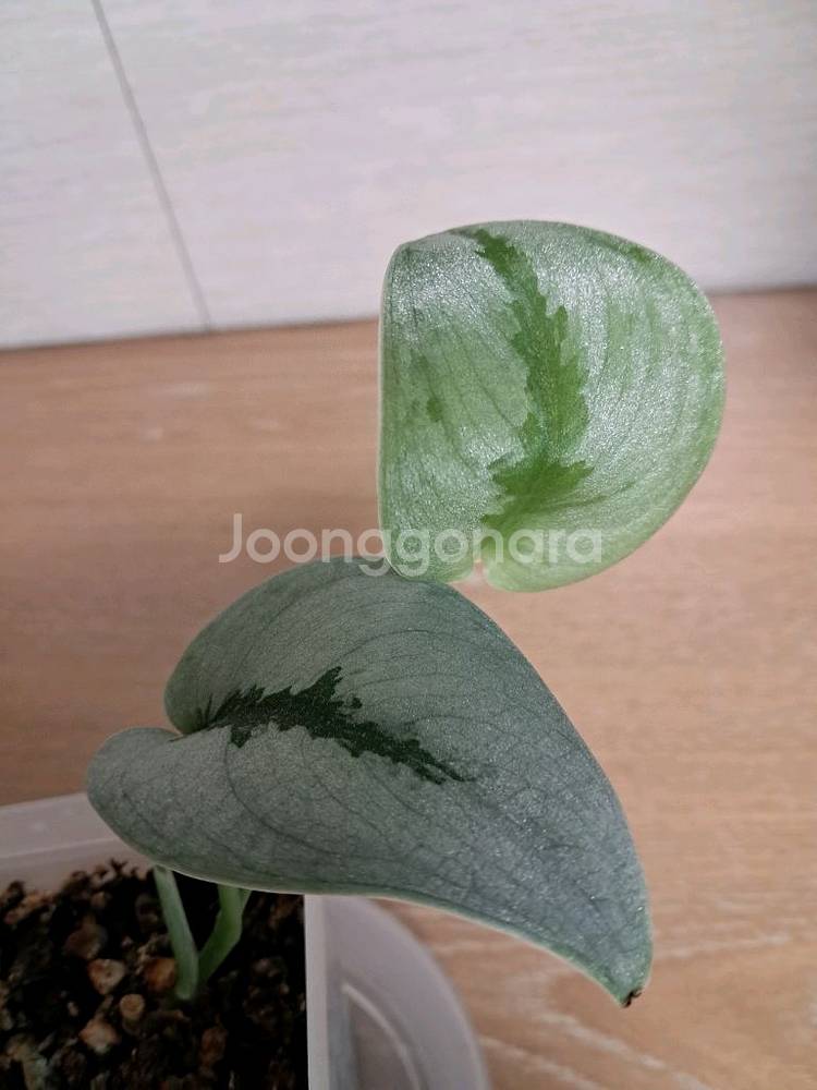 스킨답서스 sp 보르네오 스파클링--0