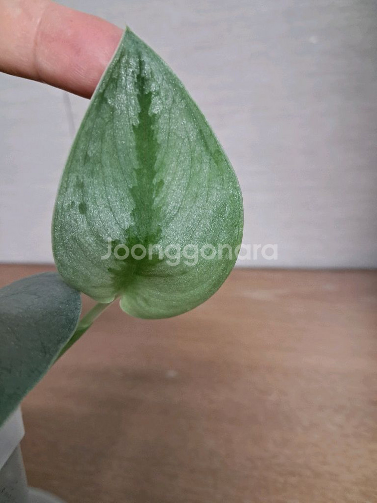 스킨답서스 sp 보르네오 스파클링--2