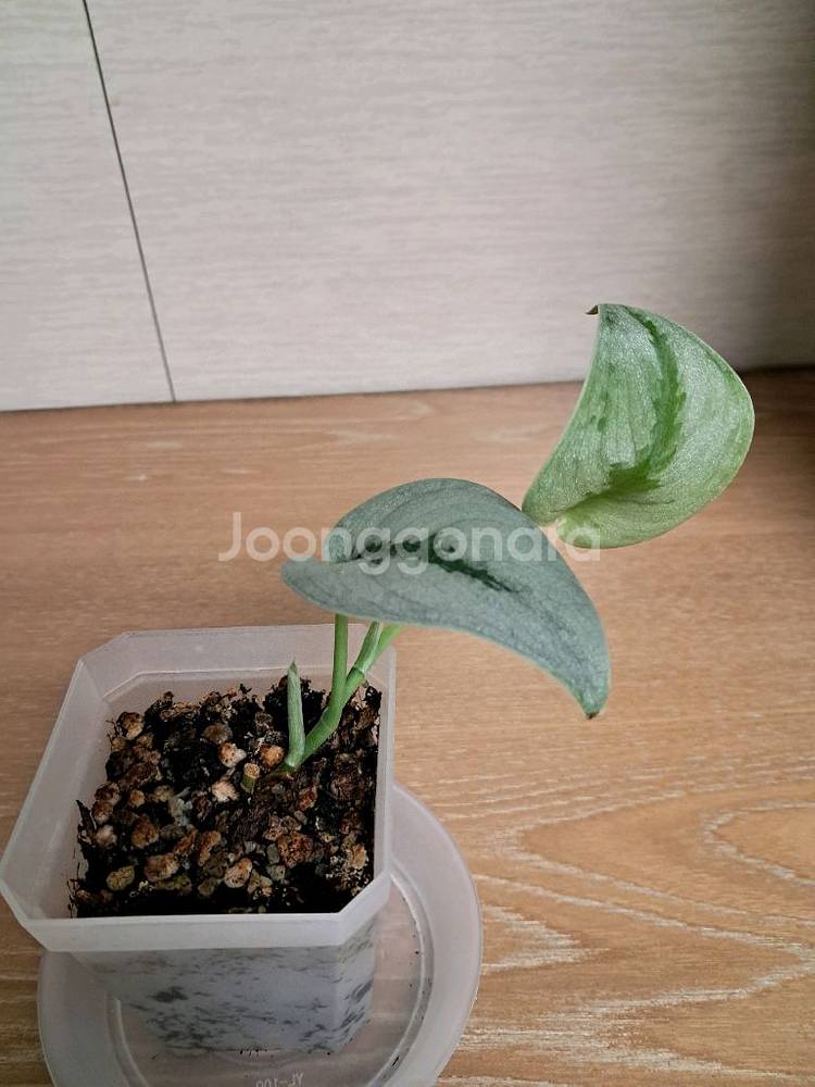 스킨답서스 sp 보르네오 스파클링--4