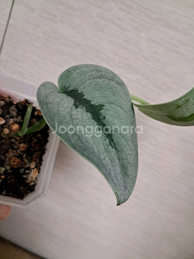 스킨답서스 sp 보르네오 스파클링--3