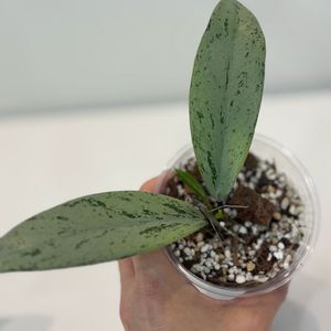 호야 푸비칼릭스 핑크고스트
