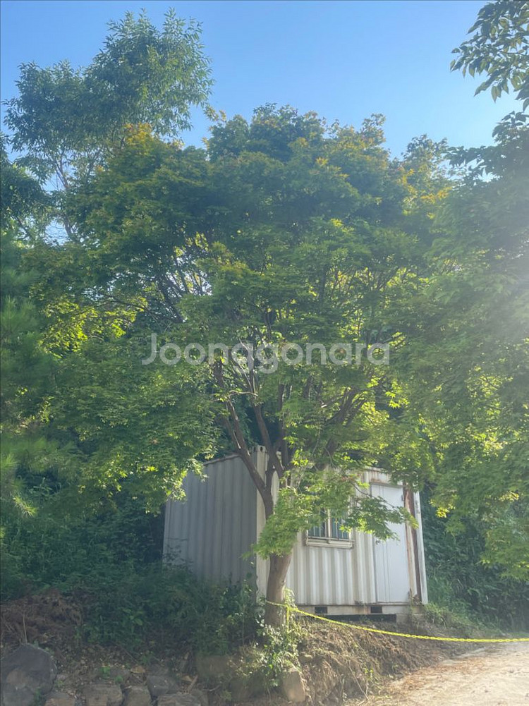 청단풍나무 7주 판매--0