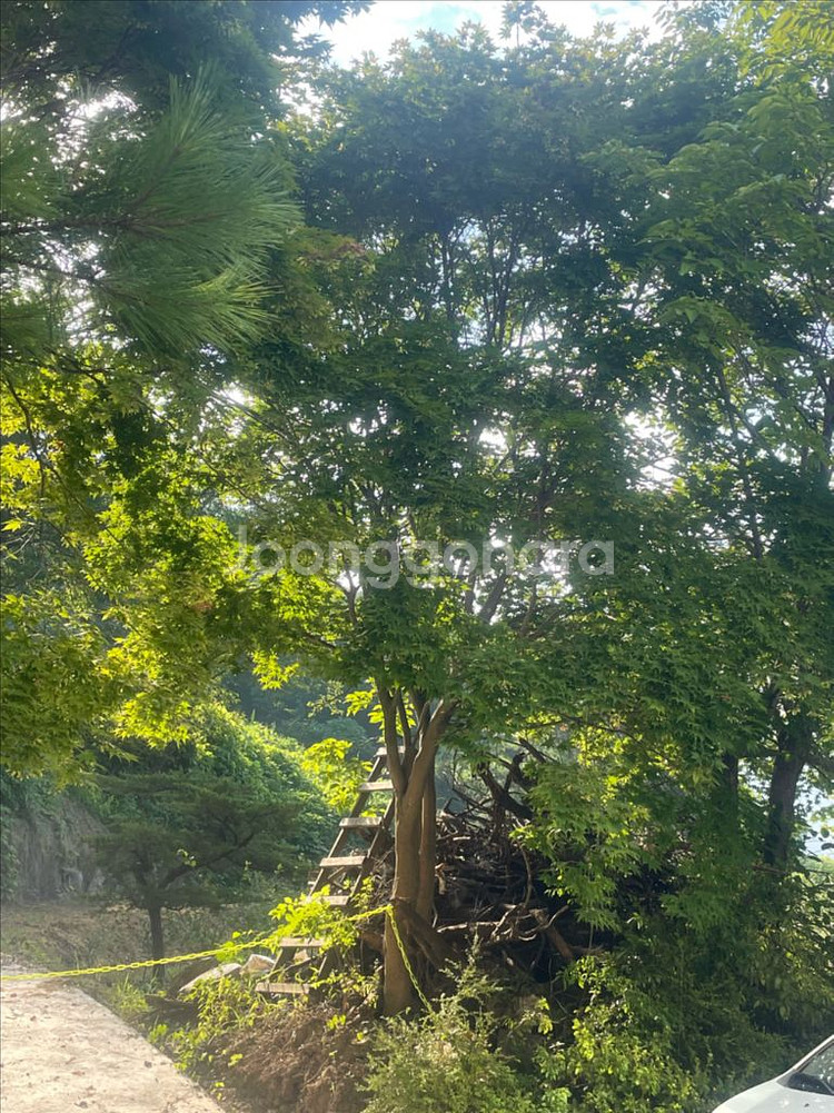 청단풍나무 7주 판매--1