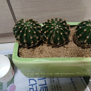 단모환선인장