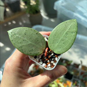 버티실라타 실버하트