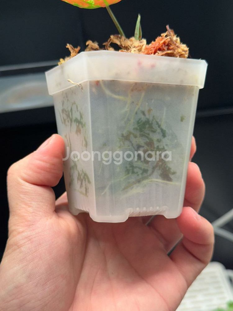 칼라디움 레드탱고(크리스마스)--2