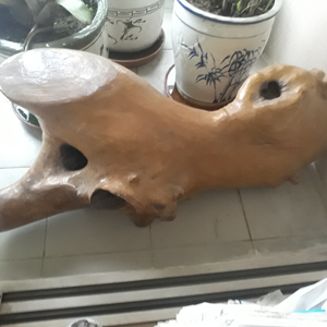 복 들어오는 나무