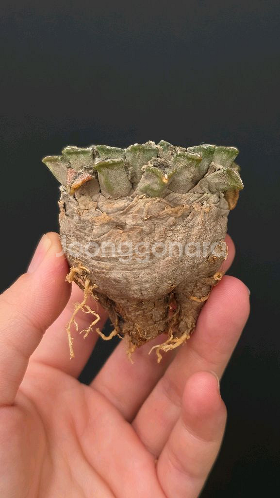 귀한 흑목단 6~7센치급 (아프리카식물/코덱스)--3