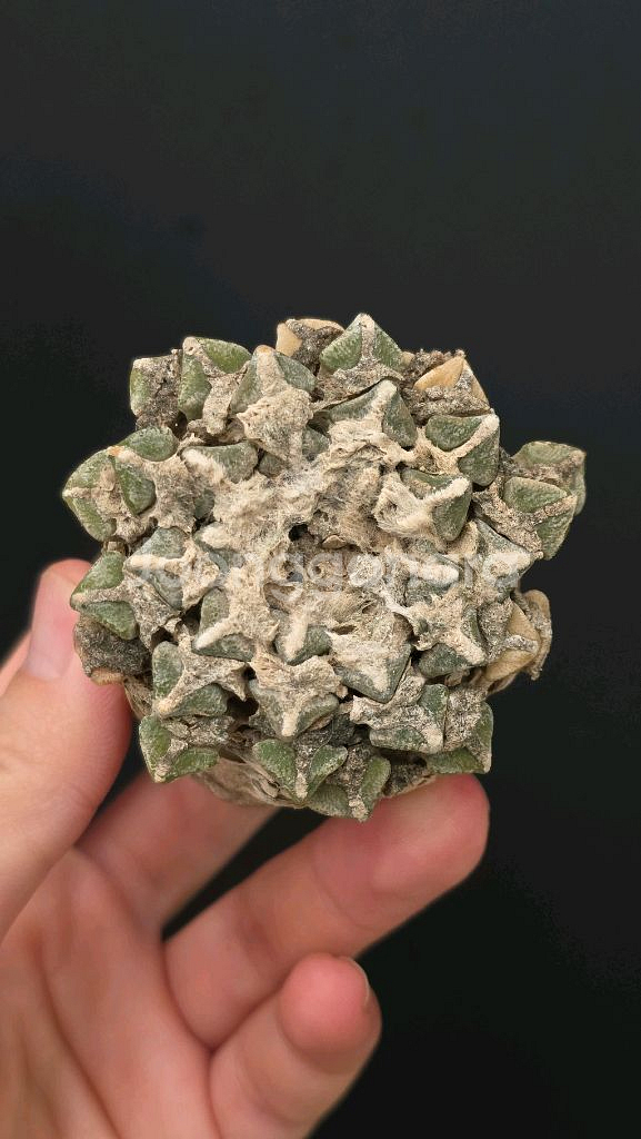 귀한 흑목단 6~7센치급 (아프리카식물/코덱스)--0