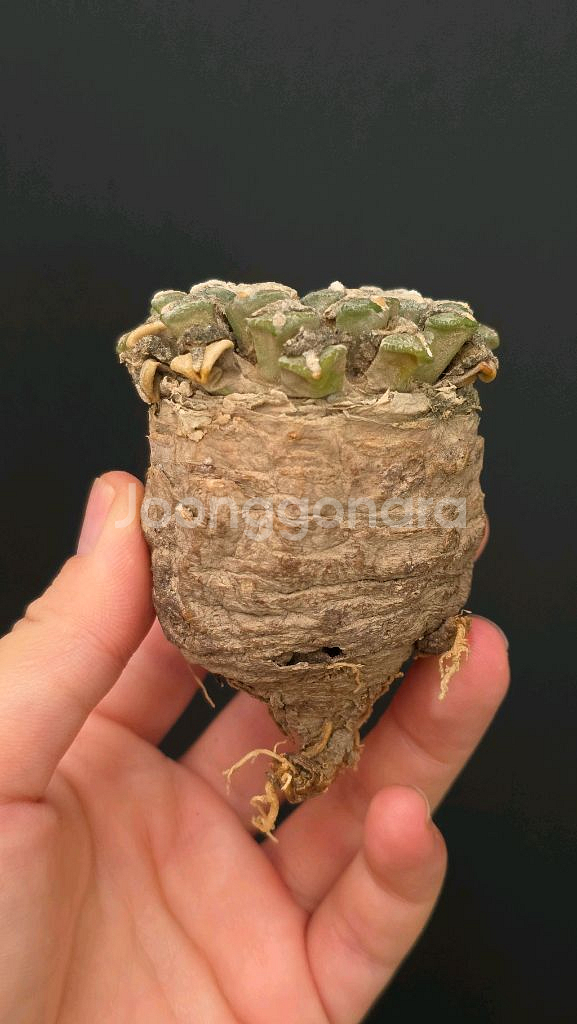 귀한 흑목단 6~7센치급 (아프리카식물/코덱스)--1