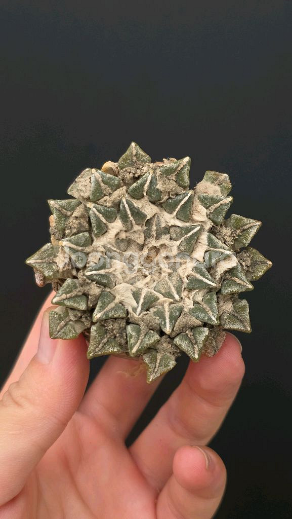 귀한 흑목단 6~7센치급 (아프리카식물/코덱스)--2