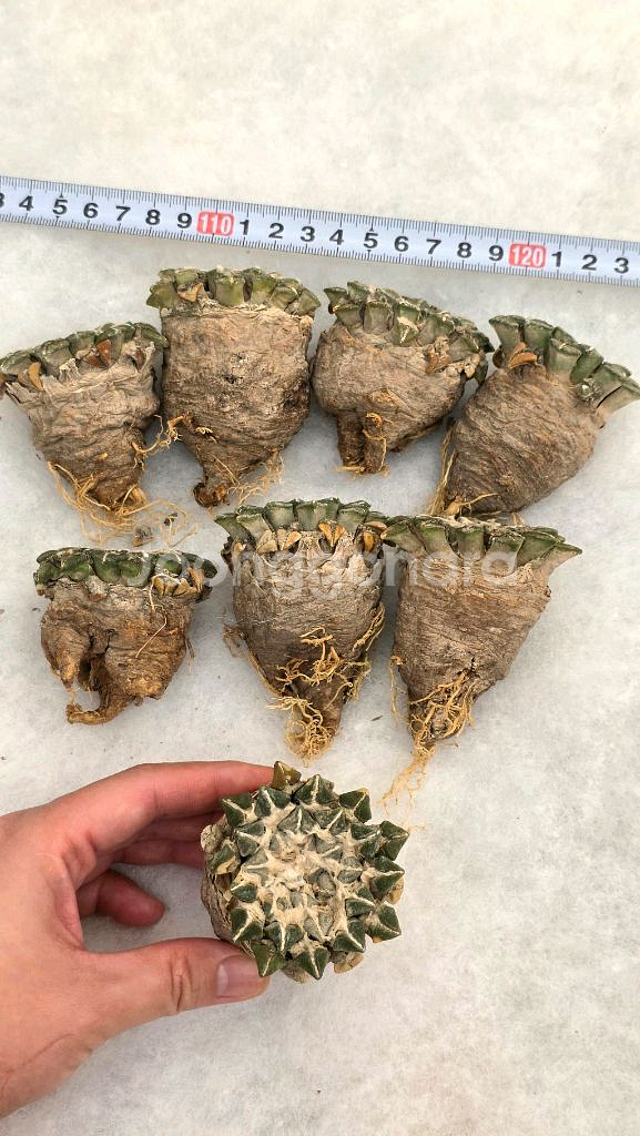 귀한 흑목단 6~7센치급 (아프리카식물/코덱스)--4