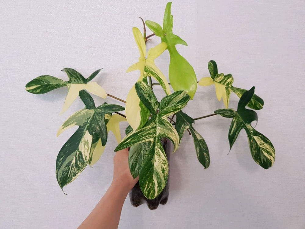 플로리다뷰티 바리에가타 이미지