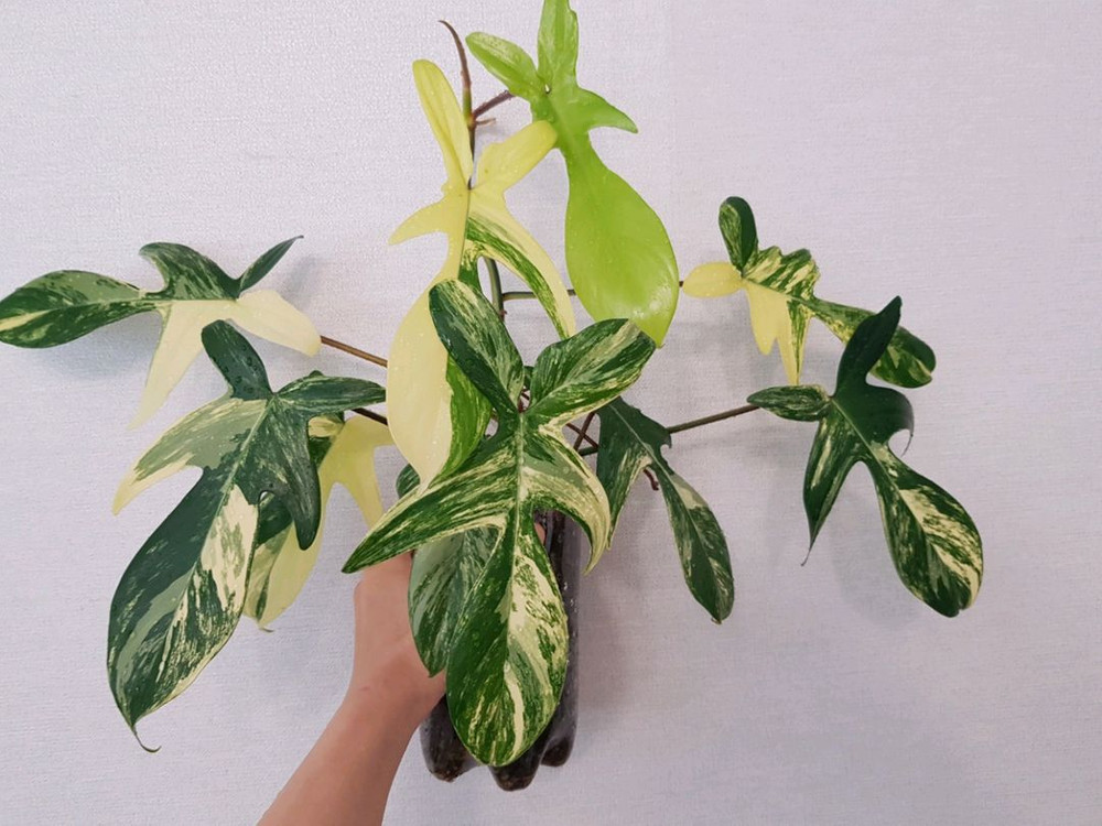 플로리다뷰티 바리에가타 이미지