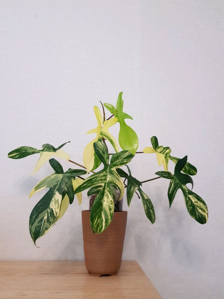 플로리다뷰티 바리에가타 이미지