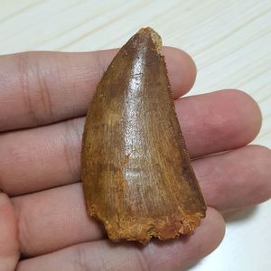 진품 카르카로돈토사우루스 이빨화석