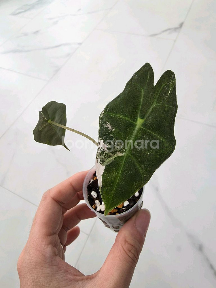 알로카시아 아마조니카 바리에가타 (거북바리 화핑)--0