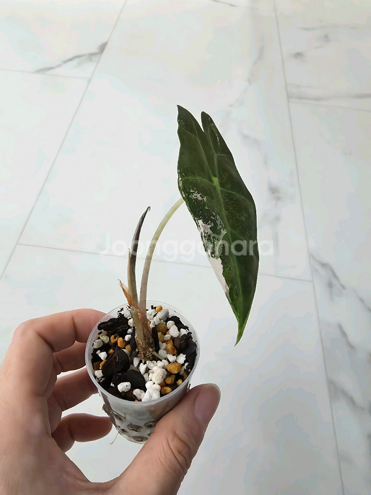 알로카시아 아마조니카 바리에가타 (거북바리 화핑)--1