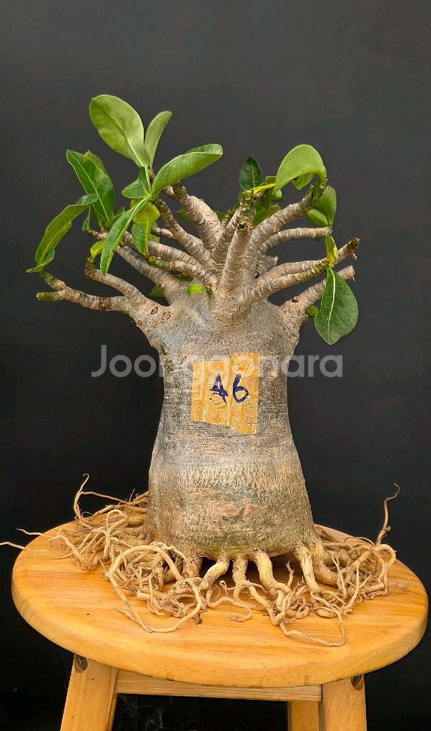 고급스러운 아데니움 아라비쿰 (아프리카식물/코덱스)--1