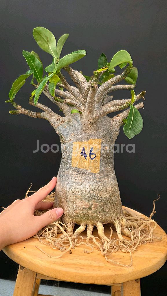 고급스러운 아데니움 아라비쿰 (아프리카식물/코덱스)--0