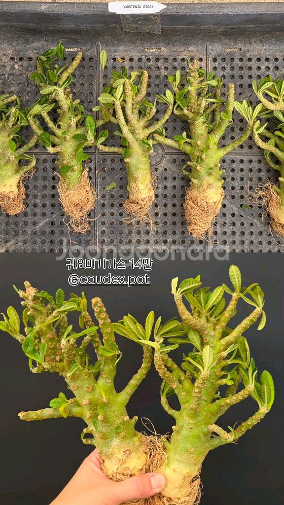 하이브리드 돌스테니아 기가스 (아프리카식물/코덱스)--1