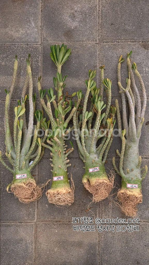 하이브리드 돌스테니아 기가스 (아프리카식물/코덱스)--2