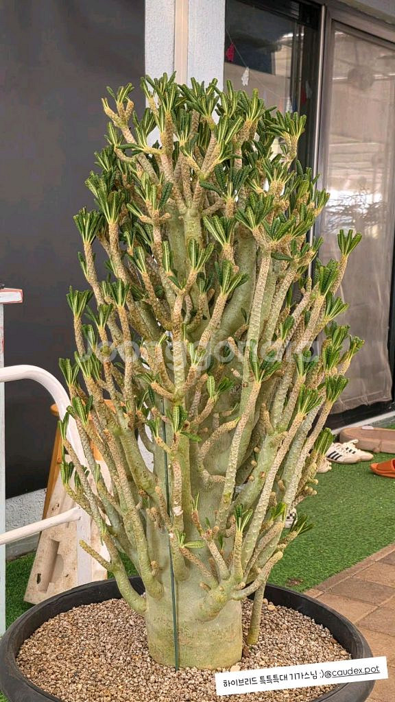 하이브리드 돌스테니아 기가스 (아프리카식물/코덱스)--0