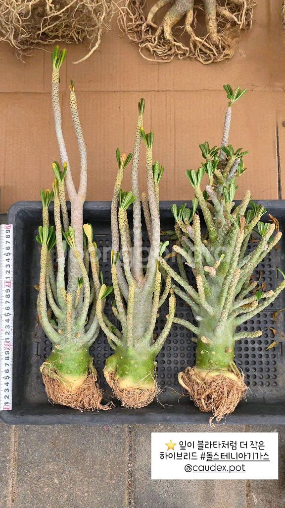 하이브리드 돌스테니아 기가스 (아프리카식물/코덱스)--3