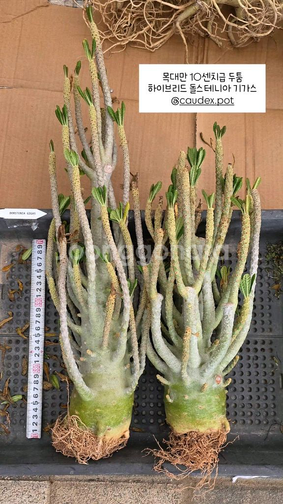 하이브리드 돌스테니아 기가스 (아프리카식물/코덱스)--4