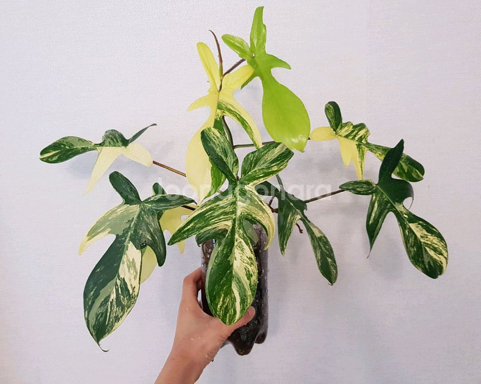 플로리다뷰티 바리에가타--1