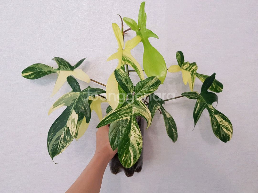 플로리다뷰티 바리에가타--2