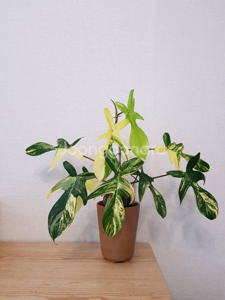 플로리다뷰티 바리에가타--0