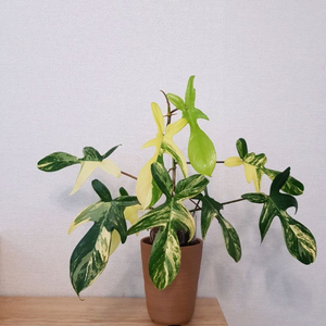 플로리다뷰티 바리에가타