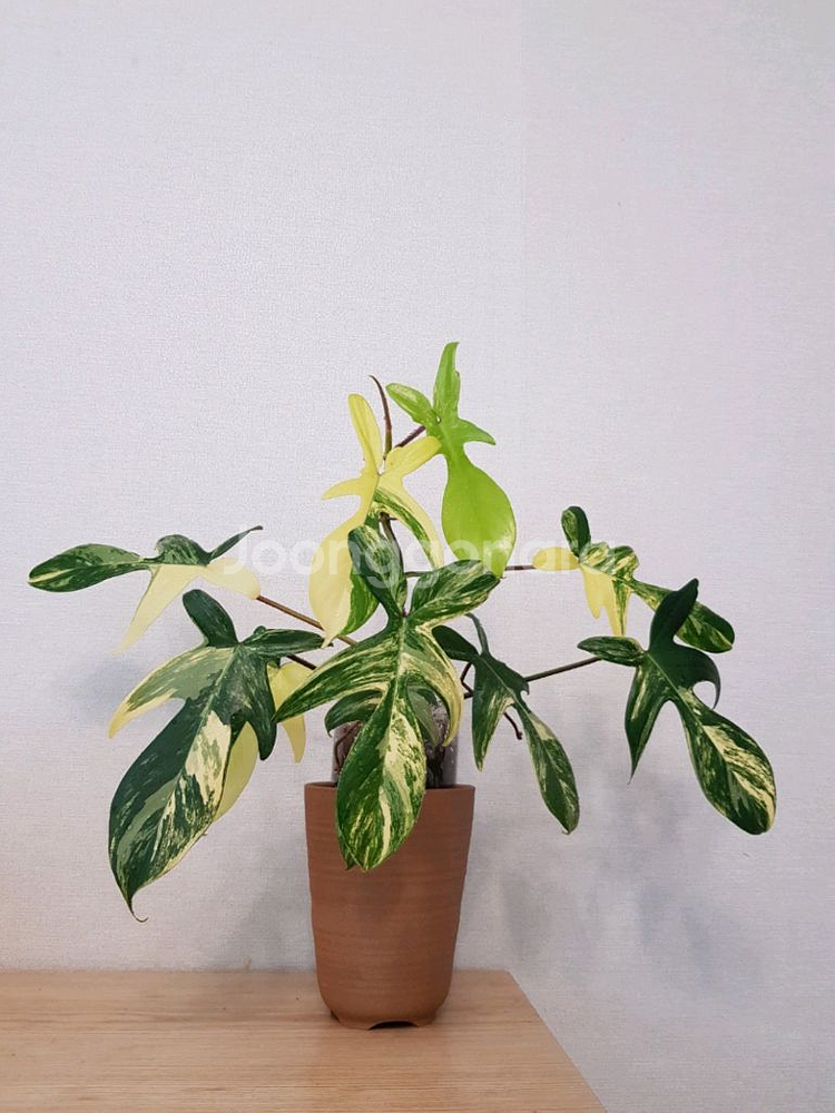 플로리다뷰티 바리에가타--3