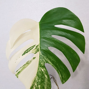 몬스테라 알보 바리에가타 SSS급