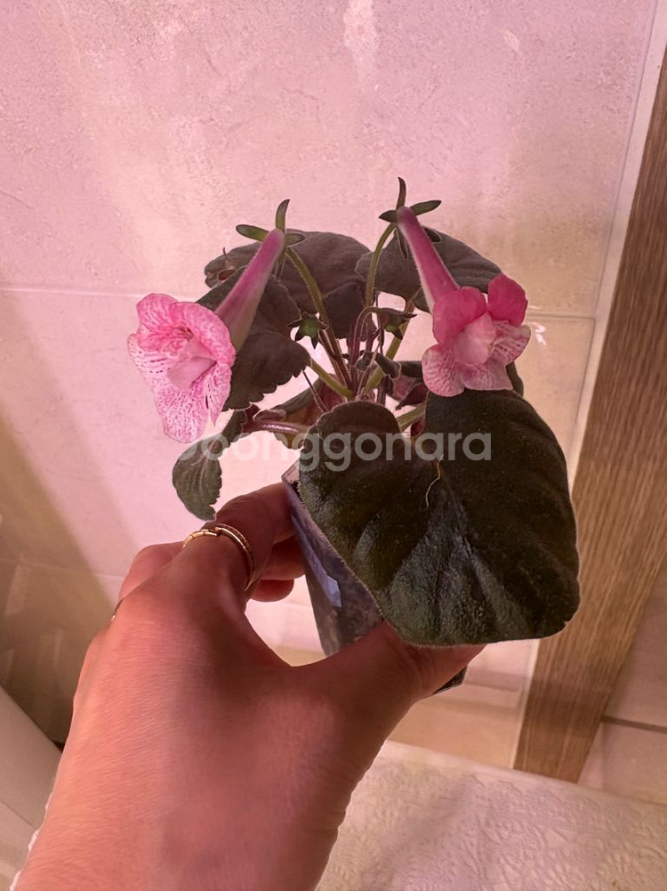 미니신닌기아 허니--2