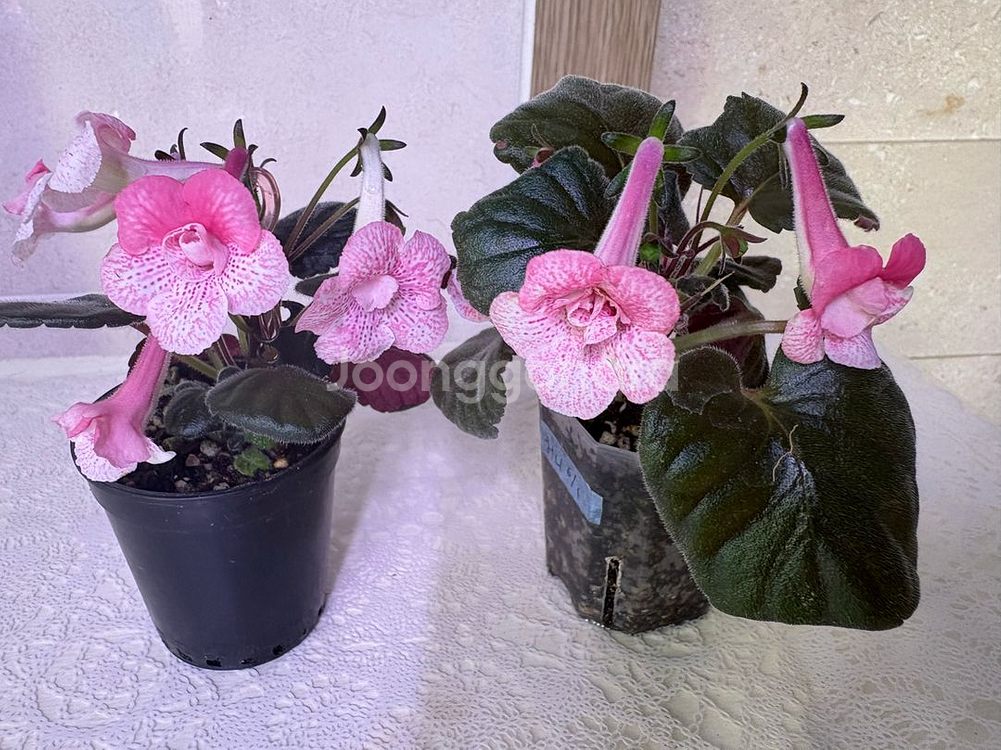 미니신닌기아 허니--0