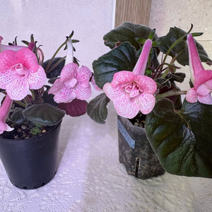 미니신닌기아 허니