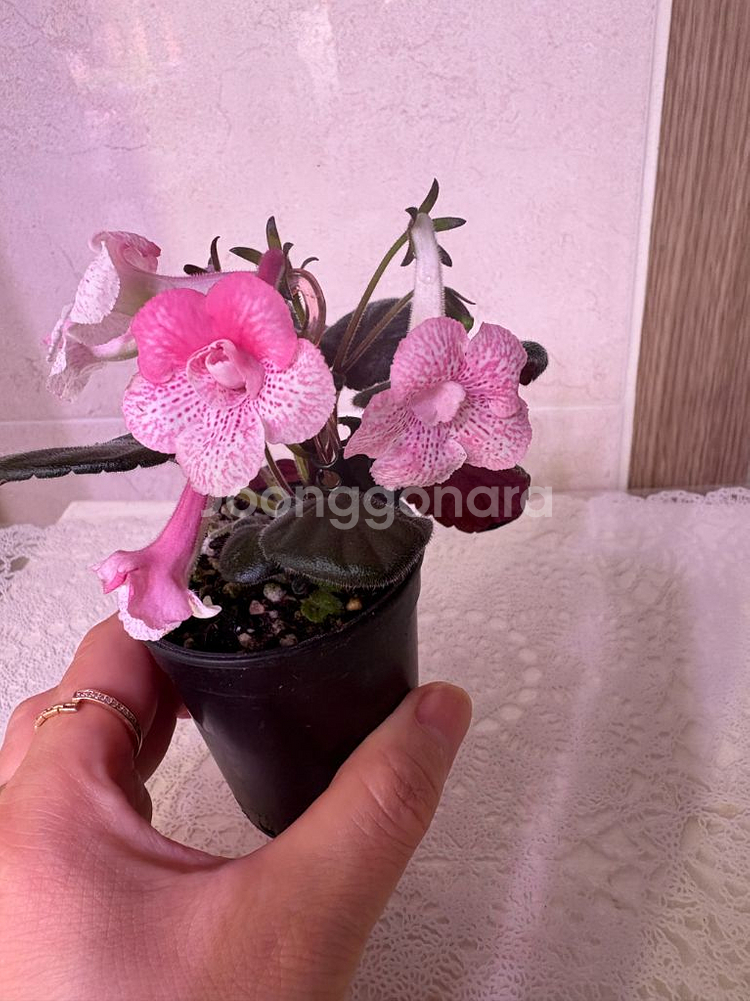 미니신닌기아 허니--1