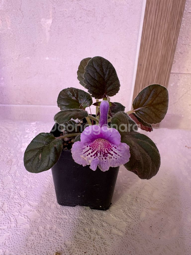 미니신닌기아 매직파운틴--0