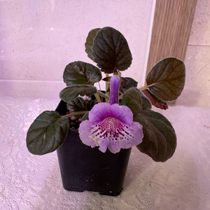 미니신닌기아 매직파운틴