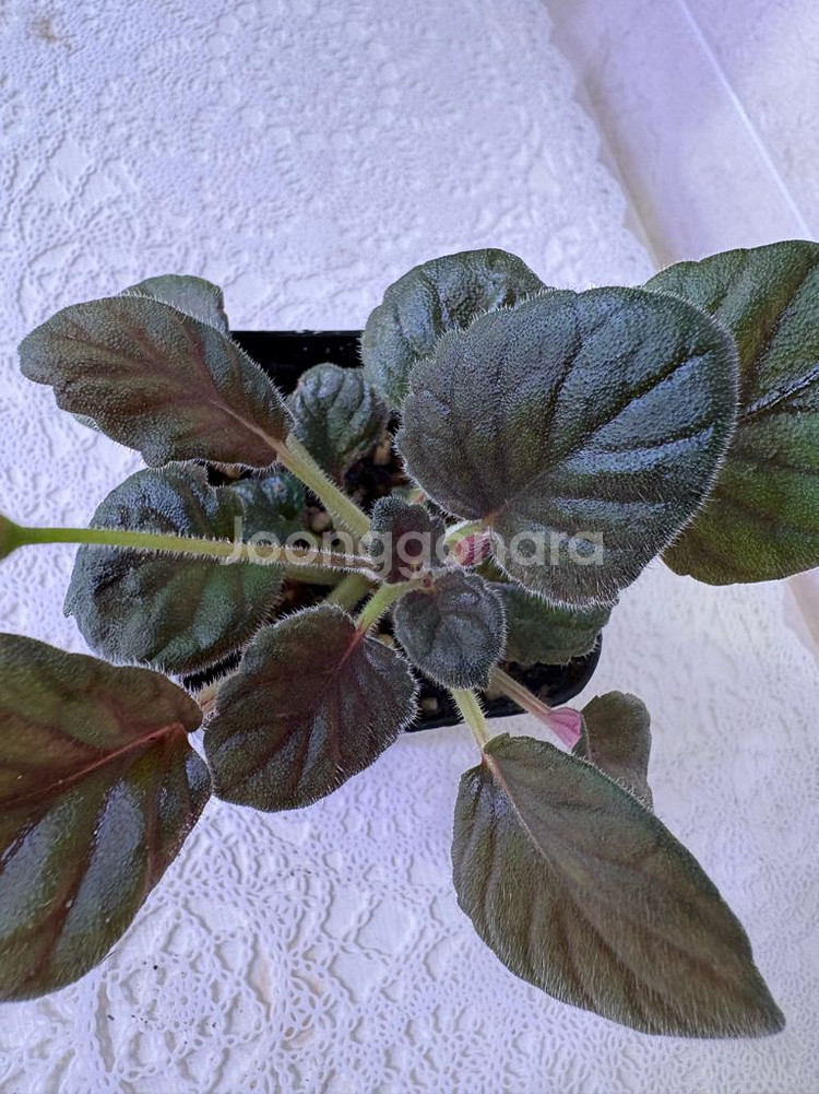 미니신닌기아 매직파운틴--1