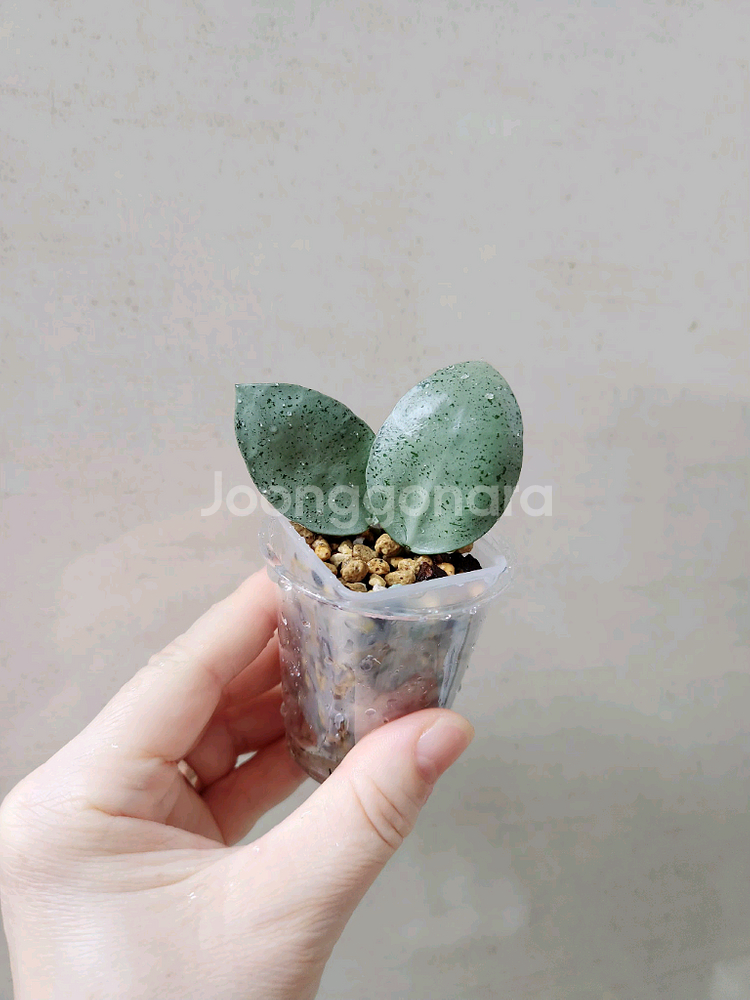 호야민트코인--2