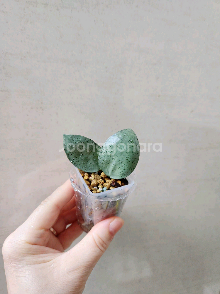 호야민트코인--1