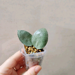 호야민트코인
