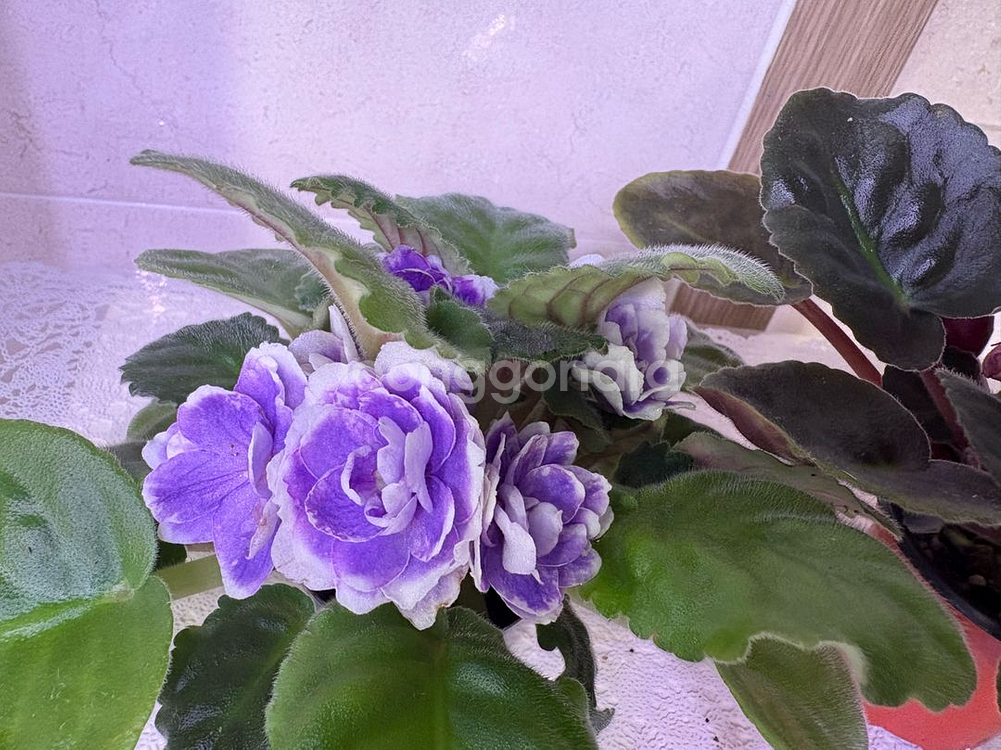 러시아 바이올렛 2종 일괄--0