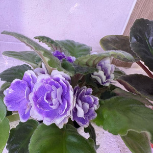 러시아 바이올렛 2종 일괄