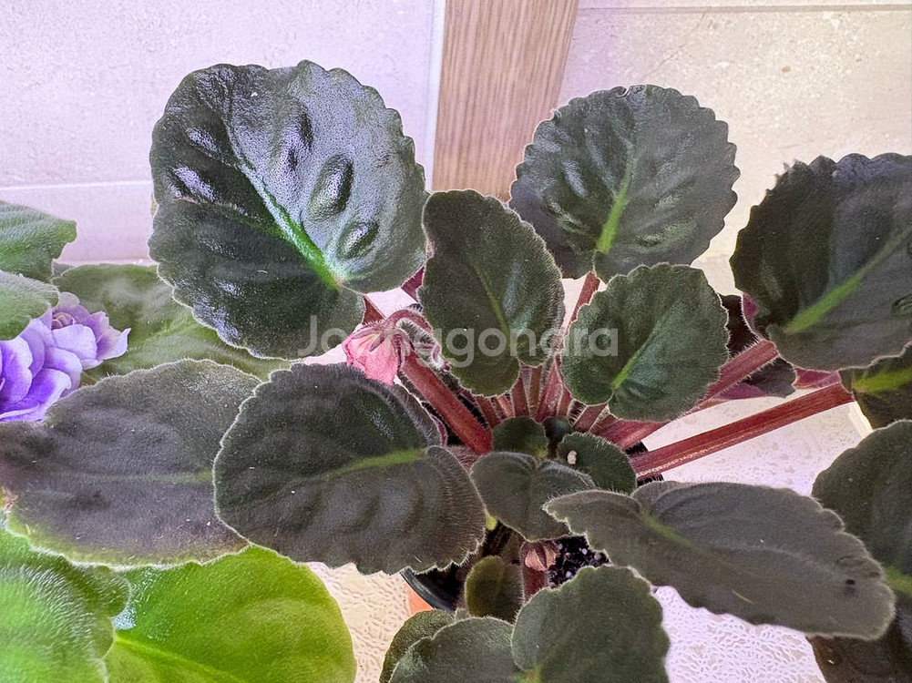 러시아 바이올렛 2종 일괄--1